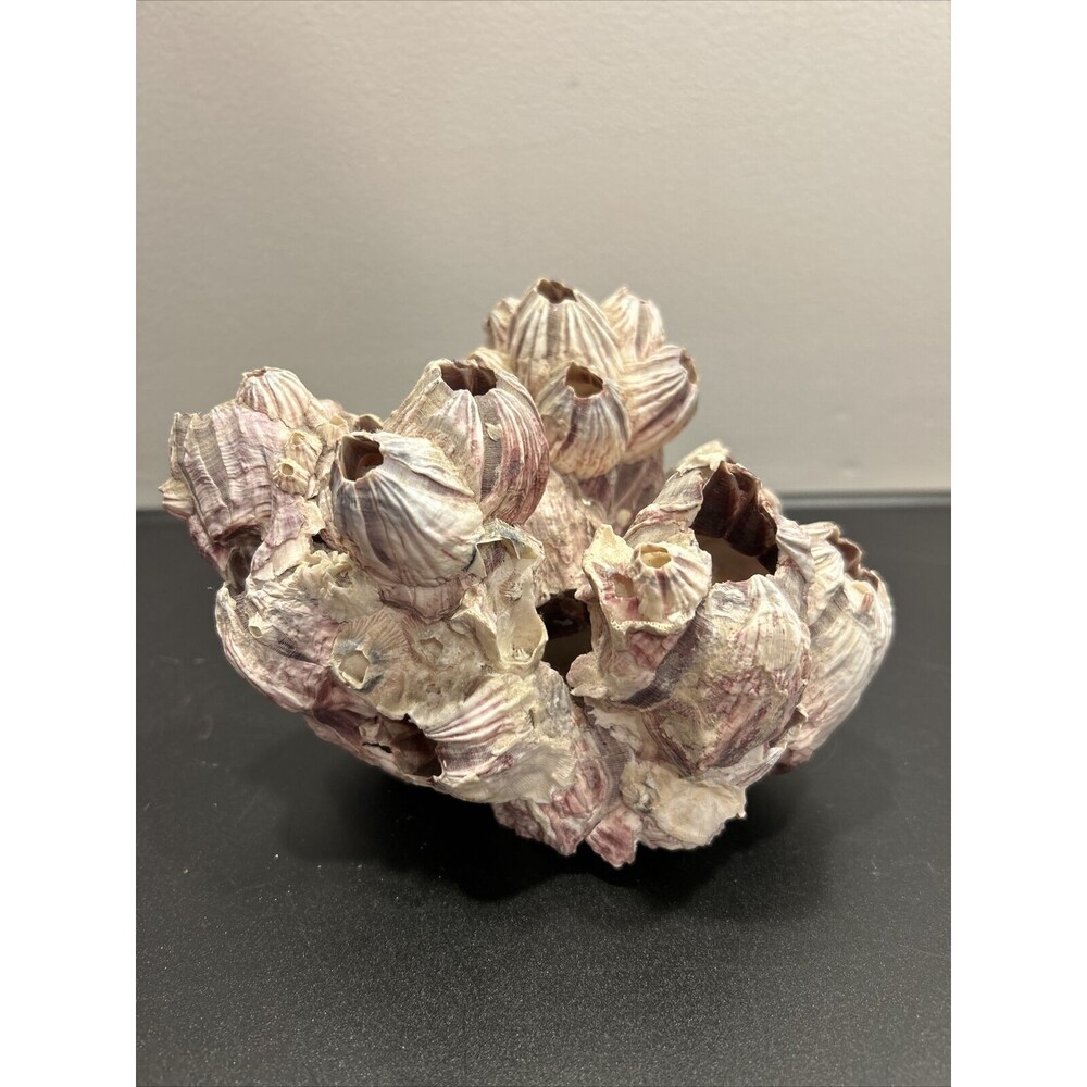 Purple Barnacle Cluster Natural Crafts Decor Aquarium
